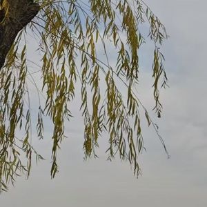 唯有梦里才能解忧 伴奏