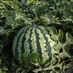 Watermelon In Easter Hay