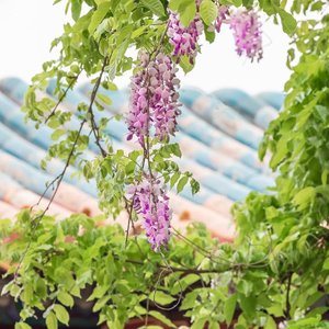 月老与孟婆 （翻自 小金娃）