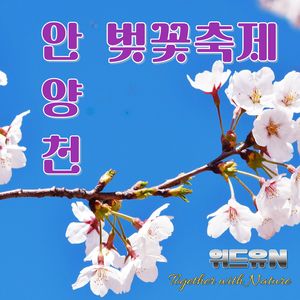 안양천 벚꽃축제