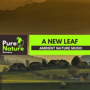 Drizzling Rain on Leaves