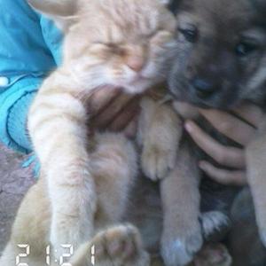 演员（翻自 汪定中）