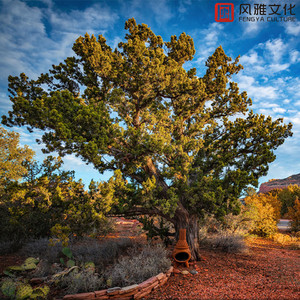 玫瑰花的吻(钢琴)