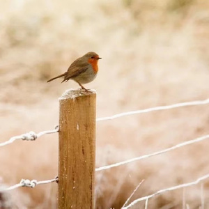 笑顔と優雅さ （笑容与优雅）