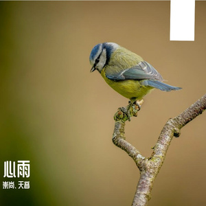 心雨