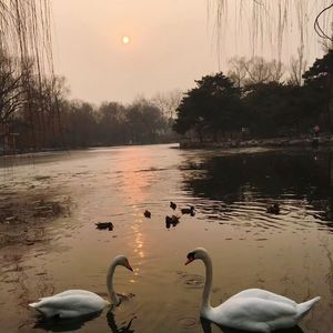 只怪我太笨辣 1.2X