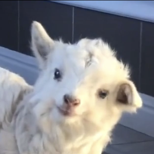 烟雨行舟（cover：小琮）