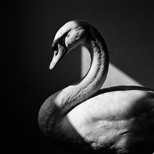 Swan