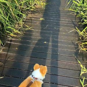 记录片段