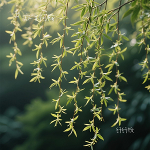 纤纤柳