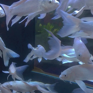 观赏鱼【Prod by EmptyLove Beat 】