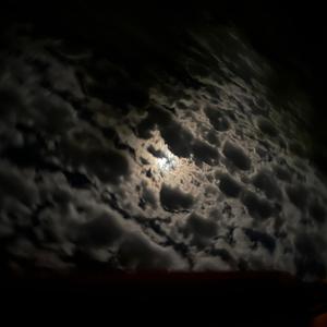 BUGATTI (NAV' DELUXE EDITION)