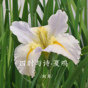 以夏日之名