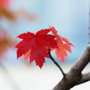 片片相思赋予谁