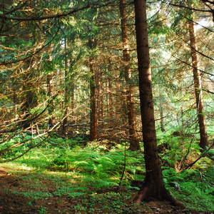 Иска ми дума гората