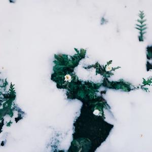 未改之春(Unaltered Spring)