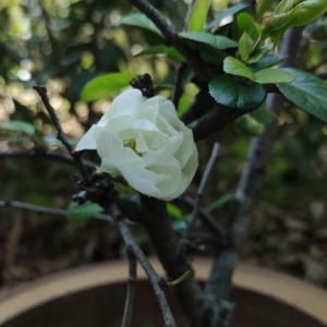 小汉堡-时间有泪