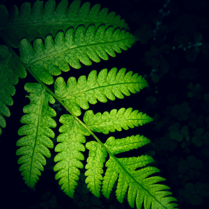 Templos en Crepúsculo