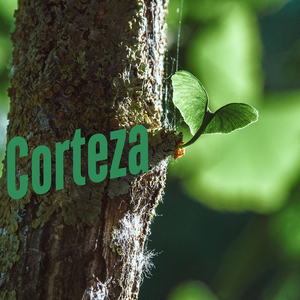 Corteza