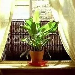 风、鸟、藤蔓、树叶与阳光