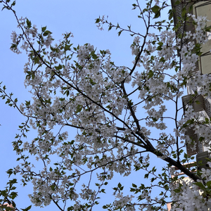 关于夏天