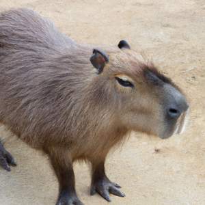 Capybara