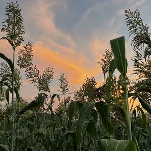 英枝花