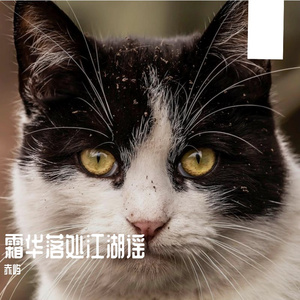 霜华落处江湖谣