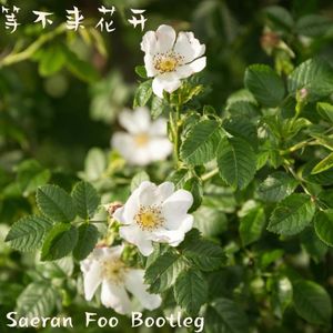 等不来花开（Saeran Foo Bootleg）