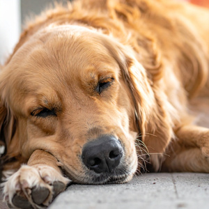 Mascotas En Noche De Tranquila Melodía