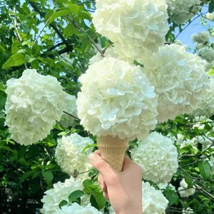 我要做自己的向日葵