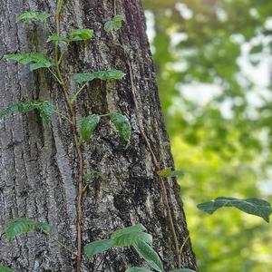flickering streetlight
