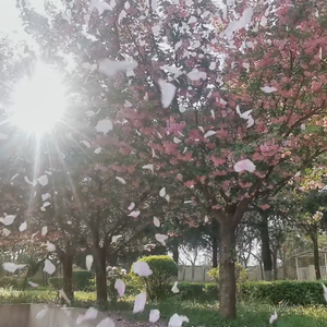 春日暖暖庆华情