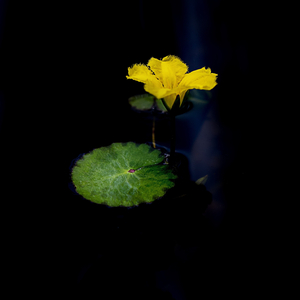 Lay Back (Sea Sound)