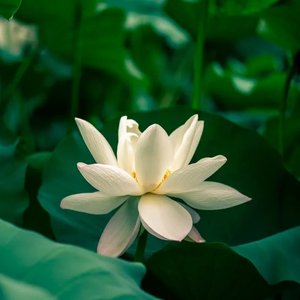 云朵朵-不问ciaga (不问别离)（云朵朵 remix）