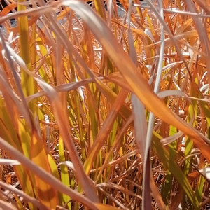 サンフランシスコ