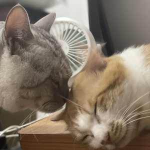 我应该去爱你（翻唱版）