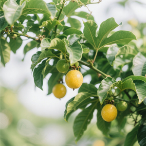 Maracujázeiro