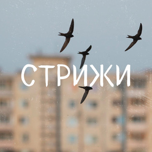 Стрижи