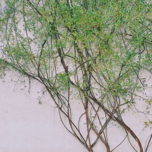 小柳儿(少年版)