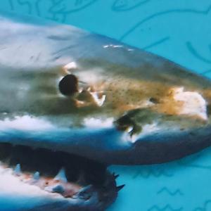 Explosive (thugamaniacs)