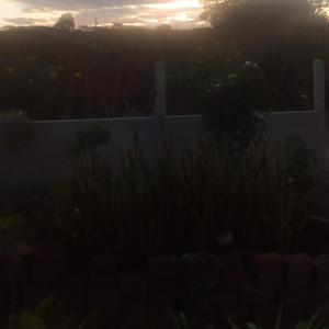 Mandioca nela