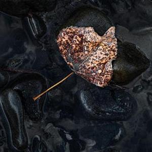 落叶（prod by Lv9）