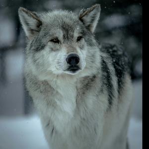 Deneme (Special Version)