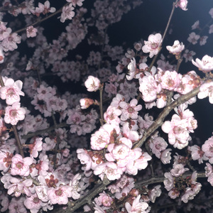 在远方 Prod. Siren & EVOMUSIN