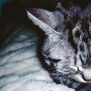 猫在我怀里祈祷(4)