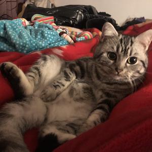 怎么戒掉你的爱，我不能忘掉