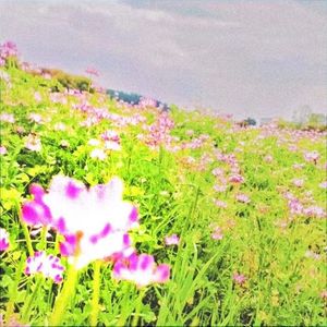 春天我寻找