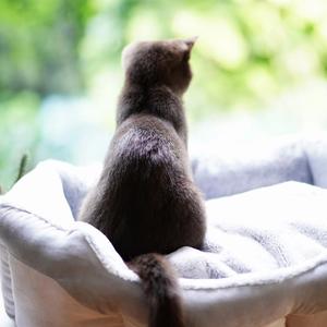 谈恋爱前不如先养猫