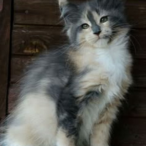 Chanel No.5 (sped up)